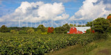 Upstate Vineyard 12x24.jpg