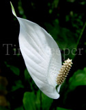 peace lily 11x14.jpg