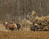 Bringing in the Sheaves.jpg