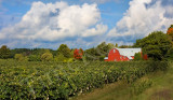 New York Vineyard.jpg