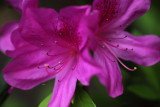 LLI_FEB2013_017.JPG
