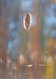 cat tail sunlight.jpg