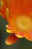 Late Summer Gerbera 2