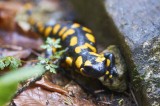 Salamandra salamandra