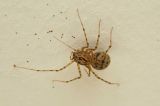 Scytodes thoracica