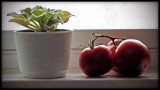 Tomatoes ISO3200.jpg