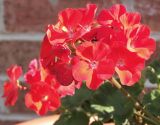 Geraniums~*