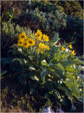 Flowers on Grand Teton slope