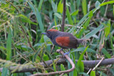 Slaty Spinetail