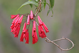 Costa  Rican Flowers