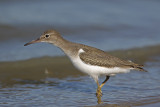 Spotted Sandpiper