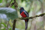 Slaty-tailed Trogon