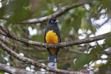 Black-headed Trogon