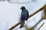 Black-headed Trogon