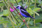 Red-legged Honeycreeper