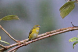 Yellow-throated Euphonia