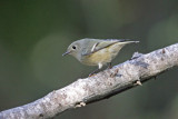 Ruby-crowned Kinglet