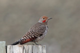 Northern Flicker (Intergrade)