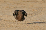 Parasitic Jaeger