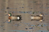 Two Teal