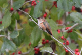 Selasphorus Hummingbird