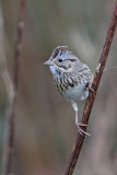 Lincolns Sparrow