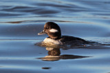 Bufflehead