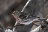 Common Redpoll