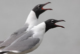 Laughing Gulls