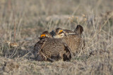 Lesser Prairie-Chickens: Confrontation