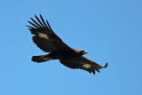 Golden Eagle