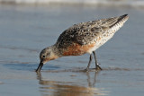 Red Knot
