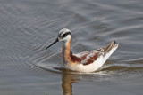 Wilsons Phalarope