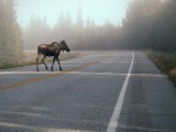 Alaska-Yukon, jour / day 11