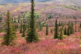 Parc Denali /  Denali Park