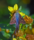 Long-tailed Skipper