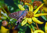 Long-tailed Skipper