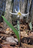 White Trout-lily