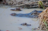 Gator brood