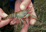Western Painted Crawfish (Orconectes palmeri longimanus)