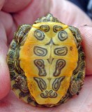 Red-eared Slider