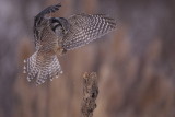 northern hawk owl  --  chouette eperviere