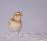 snow bunting  --  plectrophane des neiges
