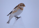 snow bunting  --  plectrophane des neiges