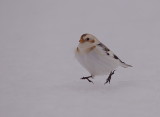 snow bunting  --  plectrophane des neiges