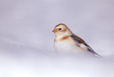 snow bunting  --  plectrophane des neiges
