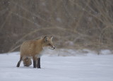 red fox  --  renard roux