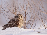 short-eared owl  --  hibou des marais