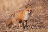 red fox  --  renard roux