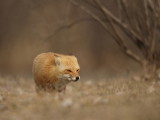 red fox  --  renard roux
